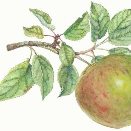 Watercolor painting of apple tree 
