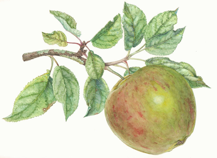 苹果树的水彩画作品