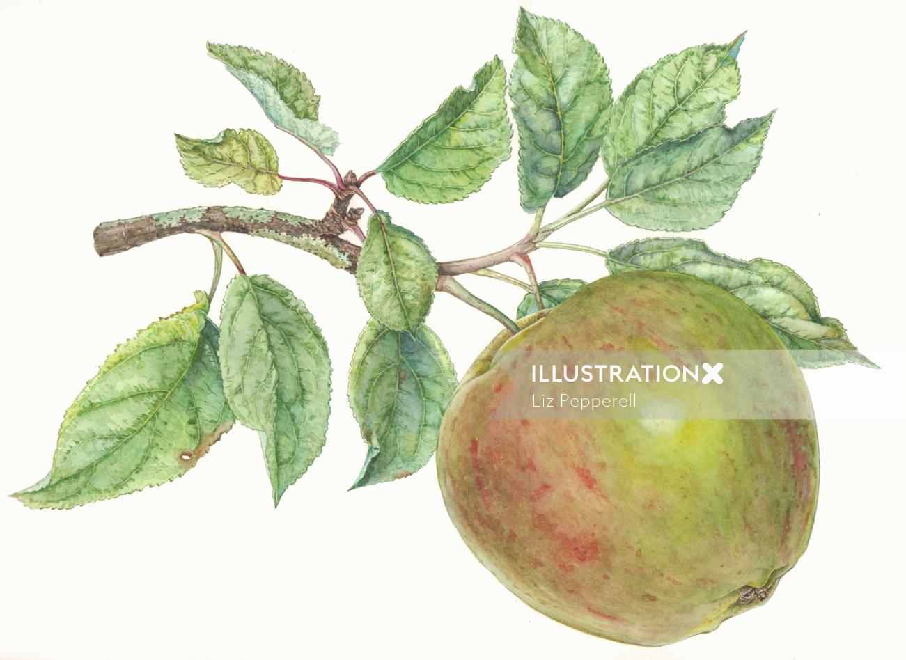 Pintura de acuarela de manzano