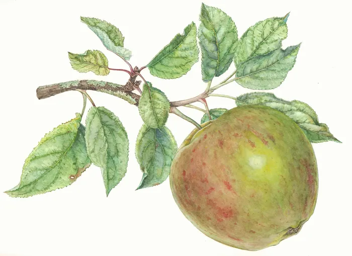 Watercolor painting of apple tree 