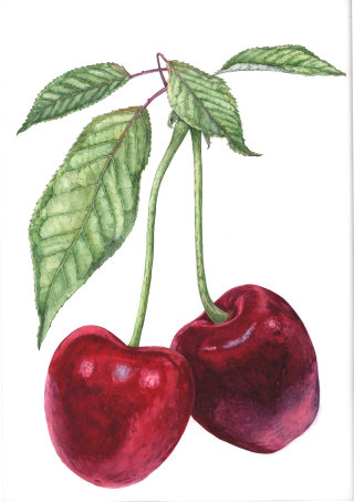 Pintura acuarela de manzana roja. 
