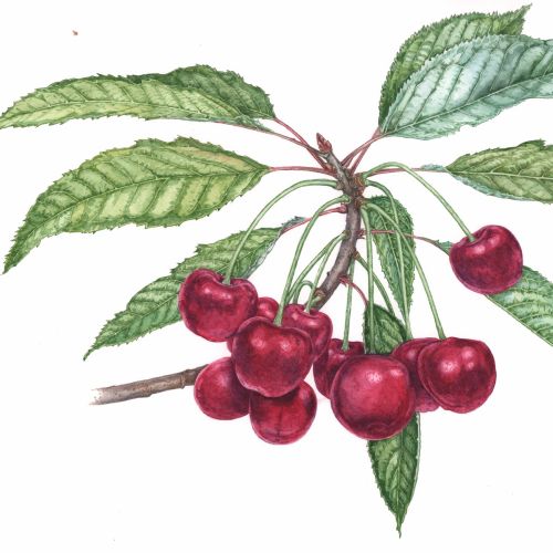Watercolor painting of red cherry Plants