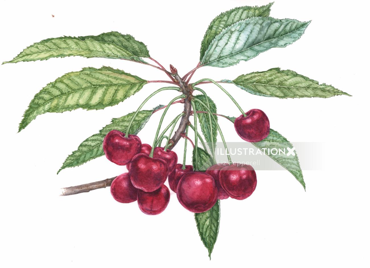 Pintura de acuarela de plantas de cerezo rojo