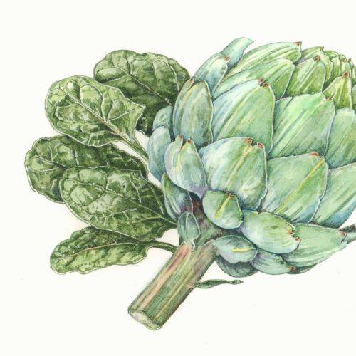 Watercolor painting of Artichoke and spinach
