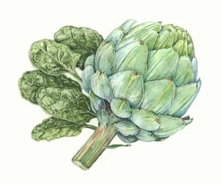 Watercolor painting of Artichoke and spinach