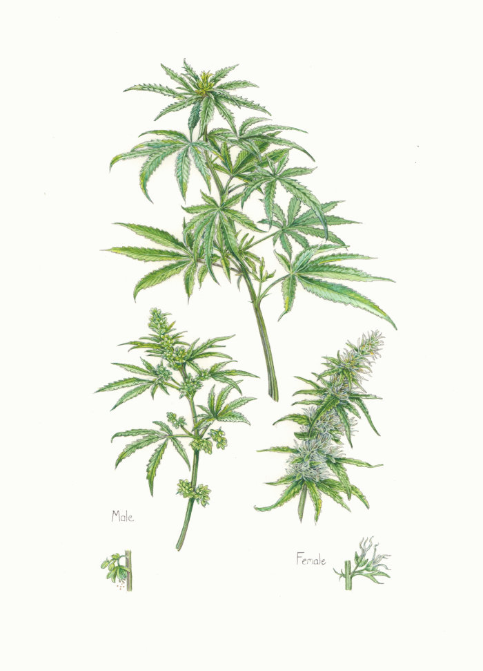 Kush plant depiction in nature