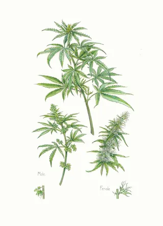 Kush plant depiction in nature