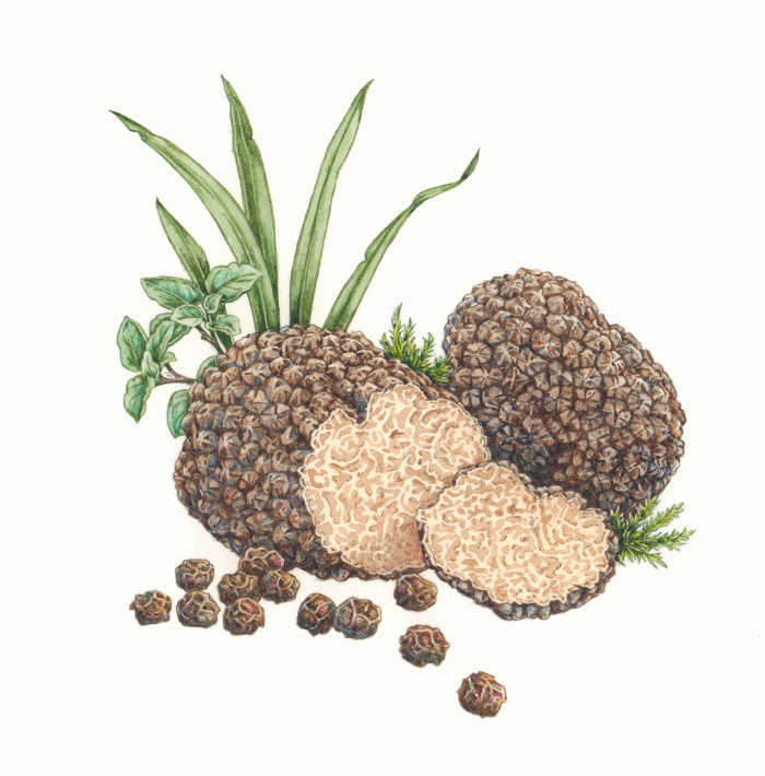 Illustration alimentaire de champignons à la truffe noire