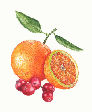 逼真的绘画中的橙子和蔓越莓