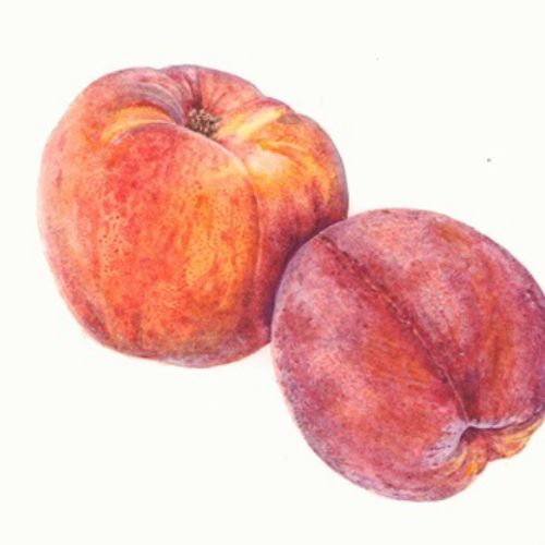 Liz Pepperell International botanical illustrator. UK
