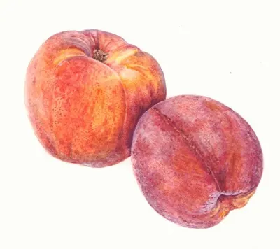 Ripe juicy peaches close-up