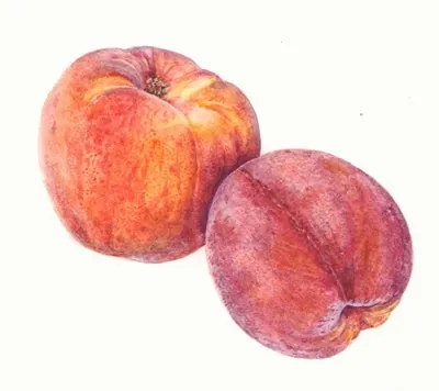 Ripe juicy peaches close-up