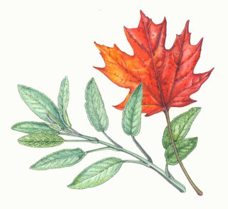Japanese Maple leaves painting