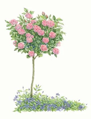 Blooming pink rose bush in full sunlight