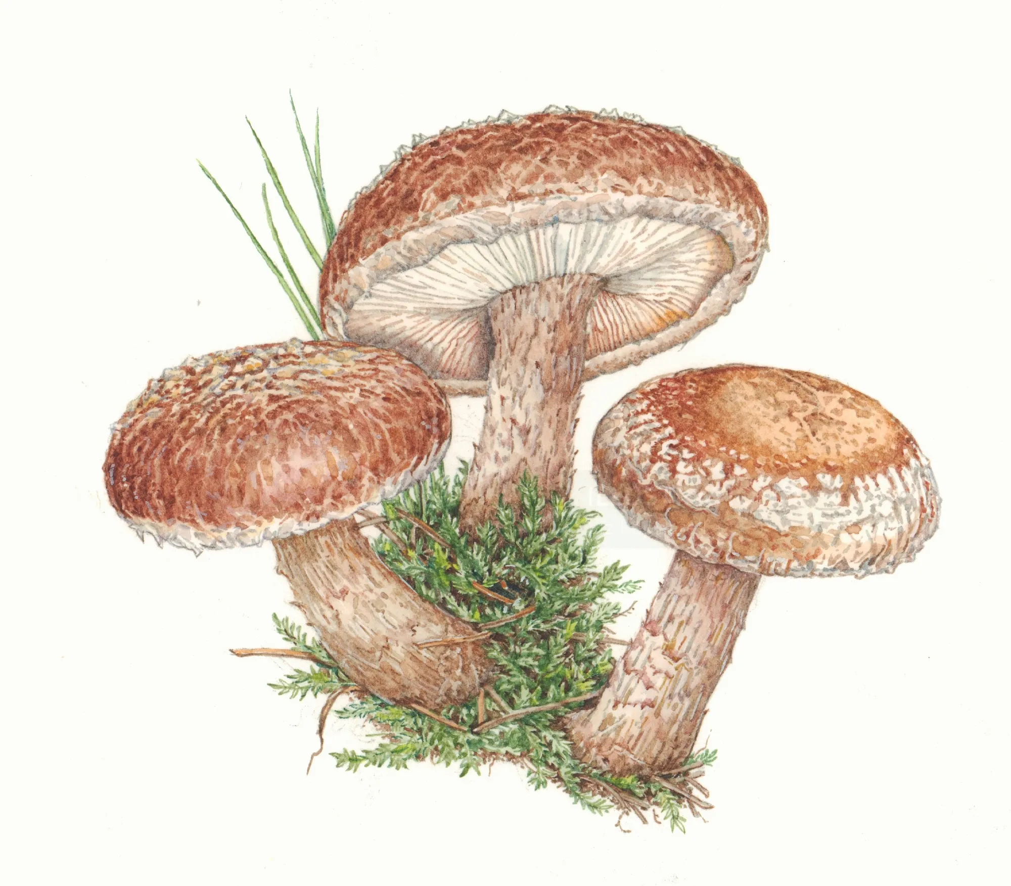 Lactarius mushroom species in woodland