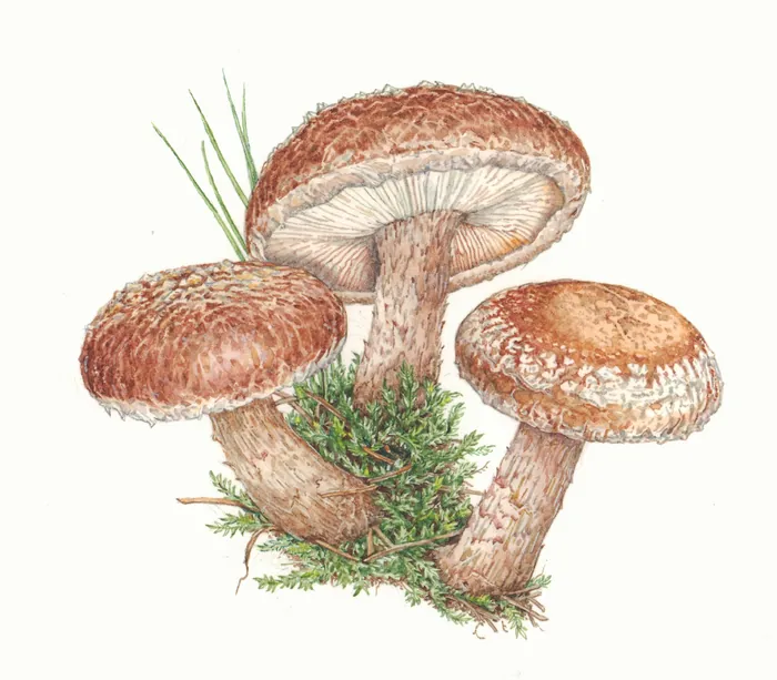 Lactarius mushroom species in woodland