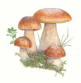 Wild penny bun mushroom growing in woodland habitat