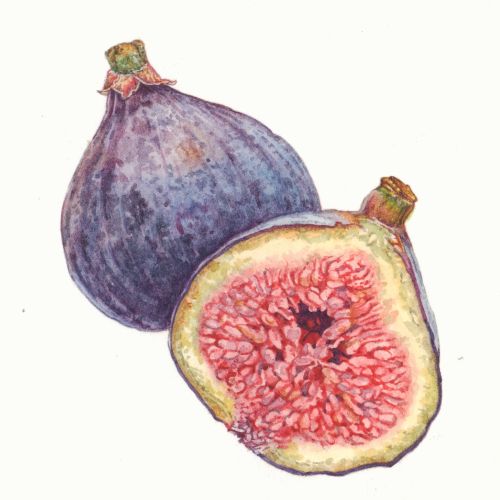 Close-up of a fresh fig fruit