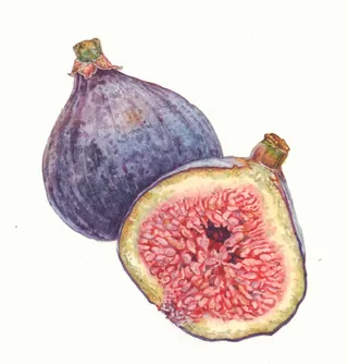 Close-up of a fresh fig fruit