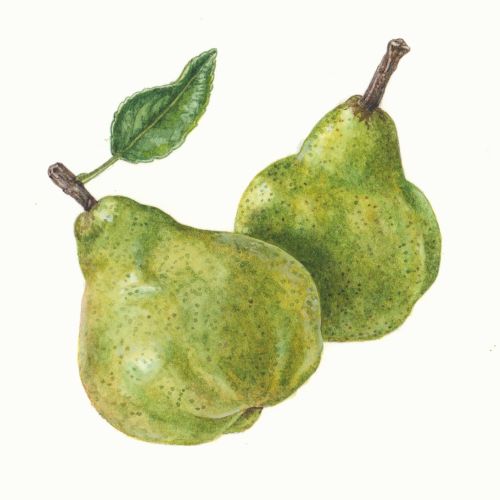 Watercolor painting of two green pears with a leaf by Liz Pepperell