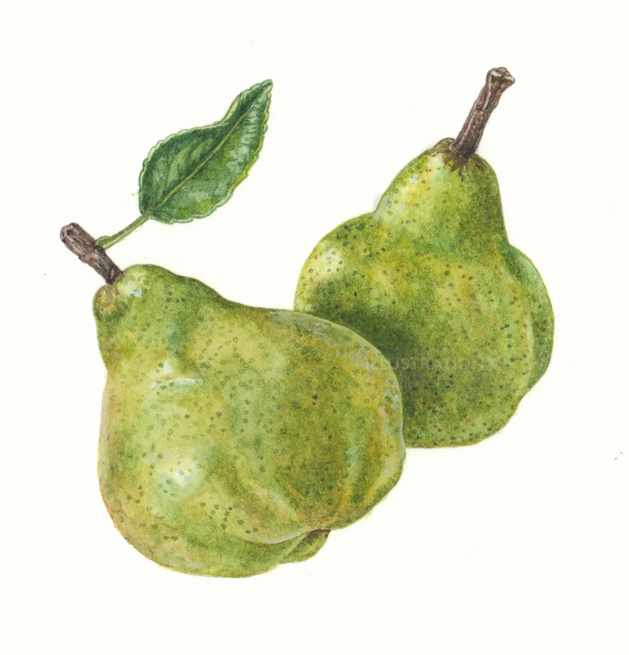 Watercolor painting of two green pears with a leaf by Liz Pepperell