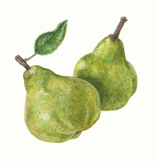 Watercolor painting of two green pears with a leaf by Liz Pepperell