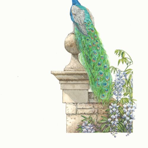 Liz Pepperell International botanical illustrator. UK