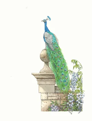 A striking male Indian peacock with iridescent feathers