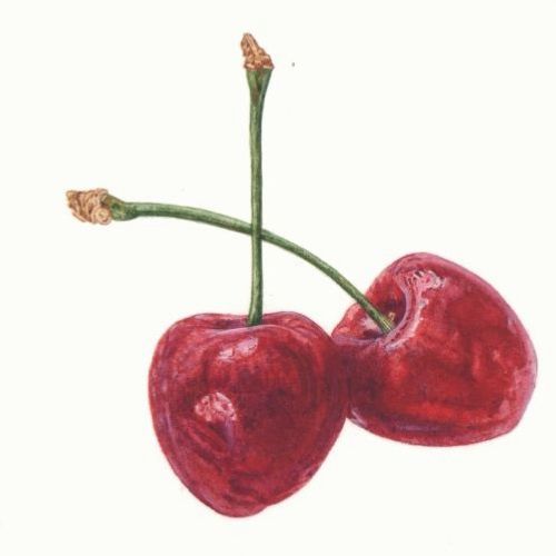 Cluster of red cherries with stems intact