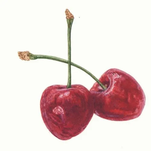 Cluster of red cherries with stems intact