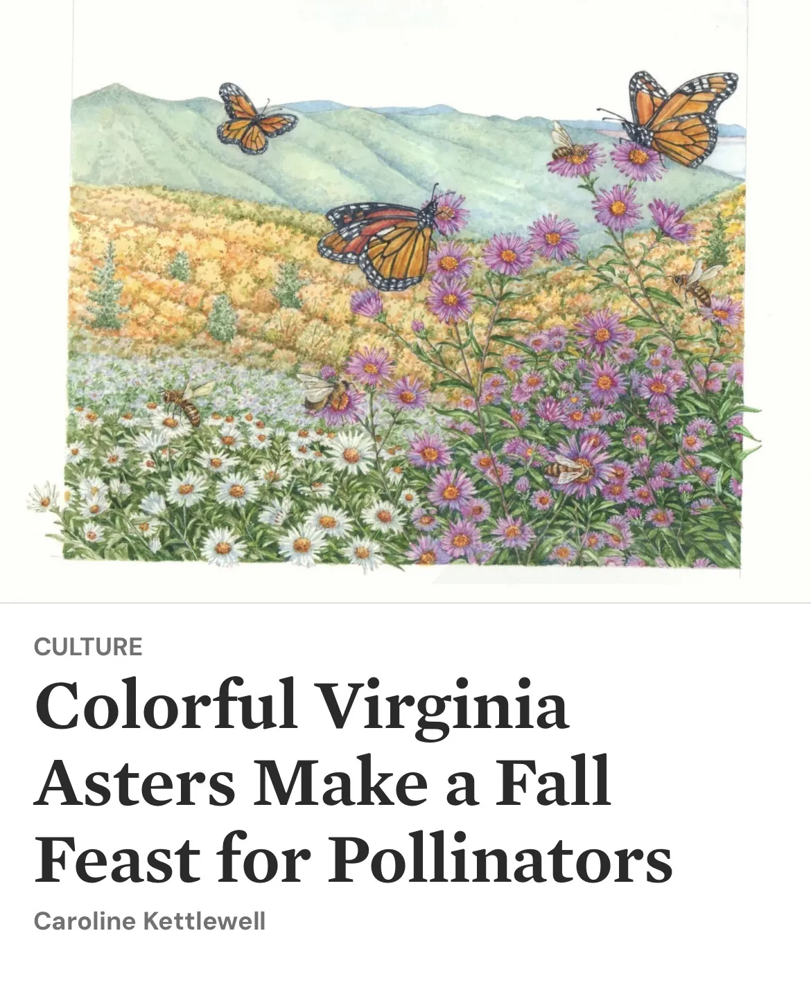 Monarch butterflies flying over colorful Virginia asters in a fall landscape by Liz Pepperell