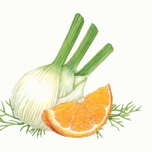 Illustration of orange slice and fennel bulbs by Liz Pepperell