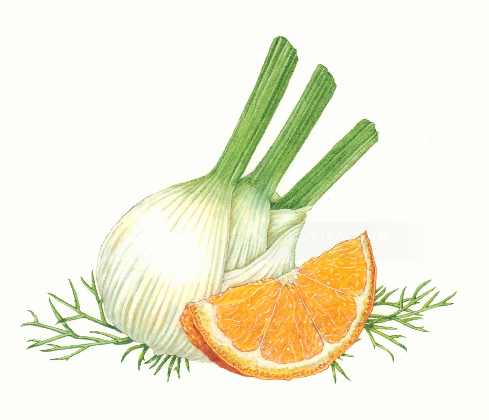 Illustration of orange slice and fennel bulbs by Liz Pepperell