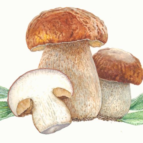 Watercolor of boletus mushrooms with green leaves by Liz Pepperell