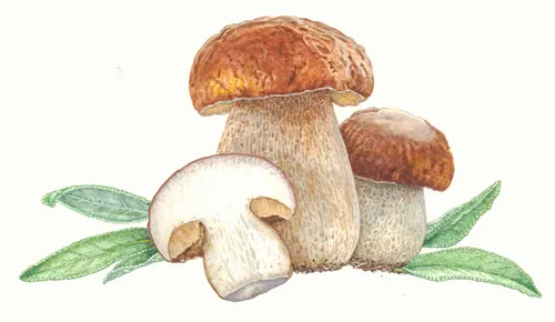 Watercolor of boletus mushrooms with green leaves by Liz Pepperell