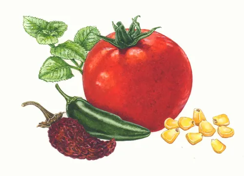 Liz Pepperellによる野菜の植物画。トマト、唐辛子、ピーマン、ミントなどが含まれる。