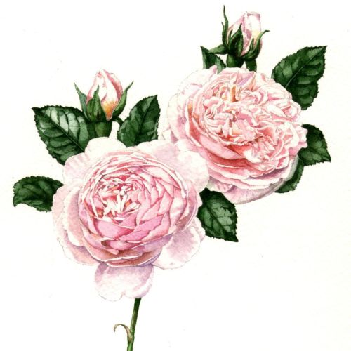 Nature illustration of pink roses 