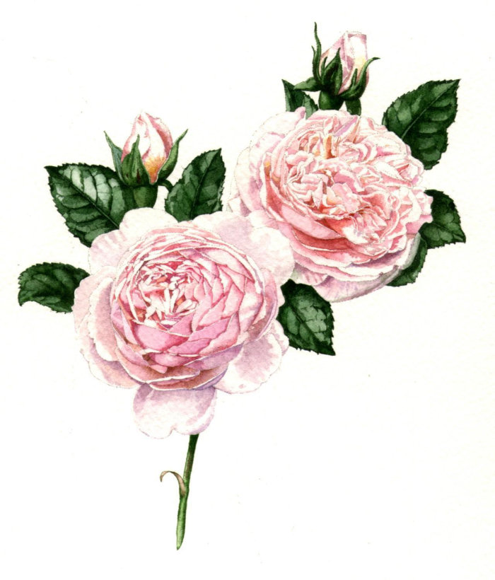 Illustration de la nature de roses roses