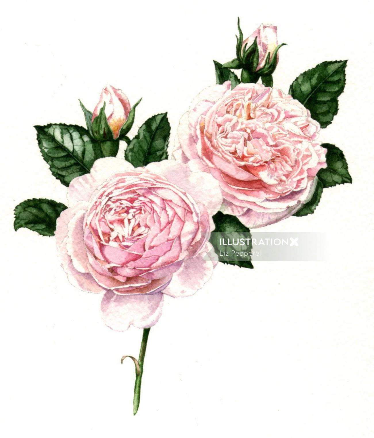 Ilustración de la naturaleza de rosas rosadas
