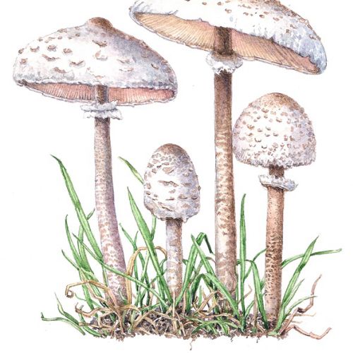 Wild mushroom digital painting