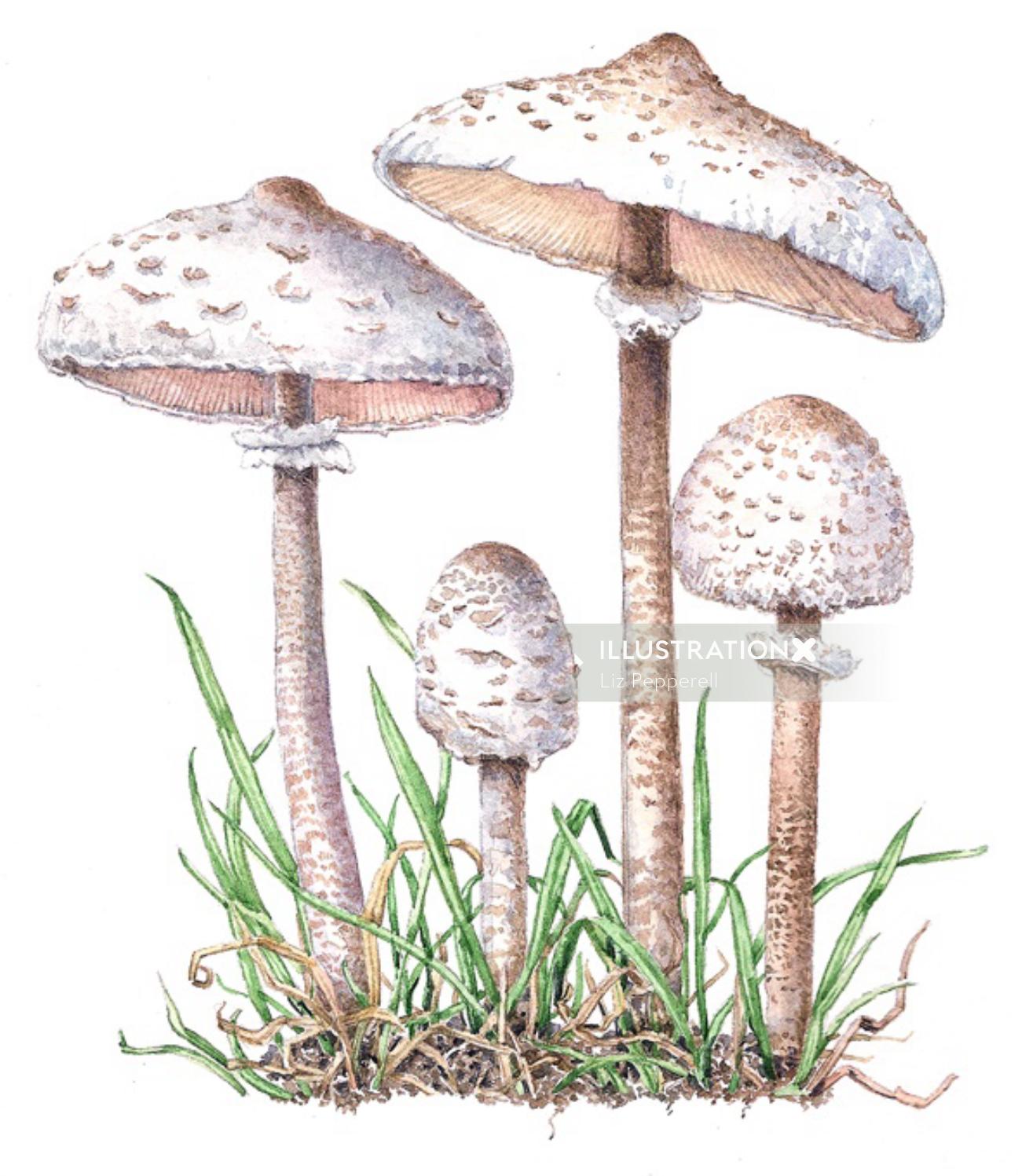 Wild mushroom digital painting