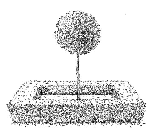 Wood engraving art of a garden tree