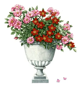 Floral Pont nature illustration 