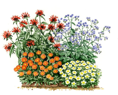 Watercolor illustration of marguerite daisy