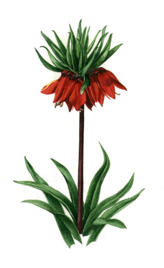 Ilustración de naturaleza de plantas imperiales de corona 
