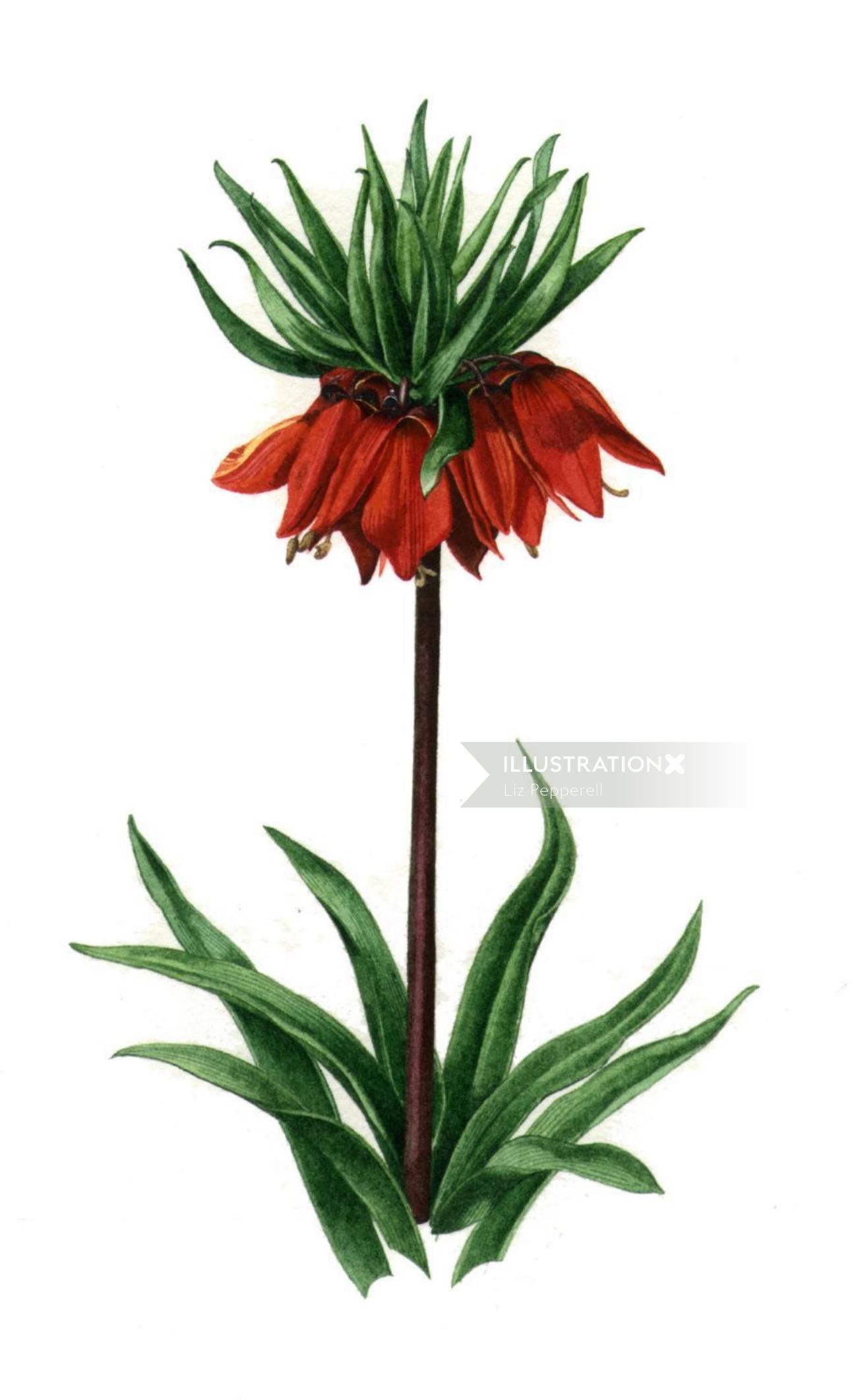 Crown imperial plants nature illustration 
