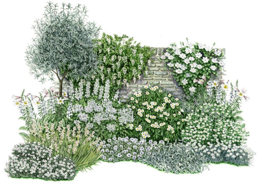 Botanical illustration by Liz Pepperell