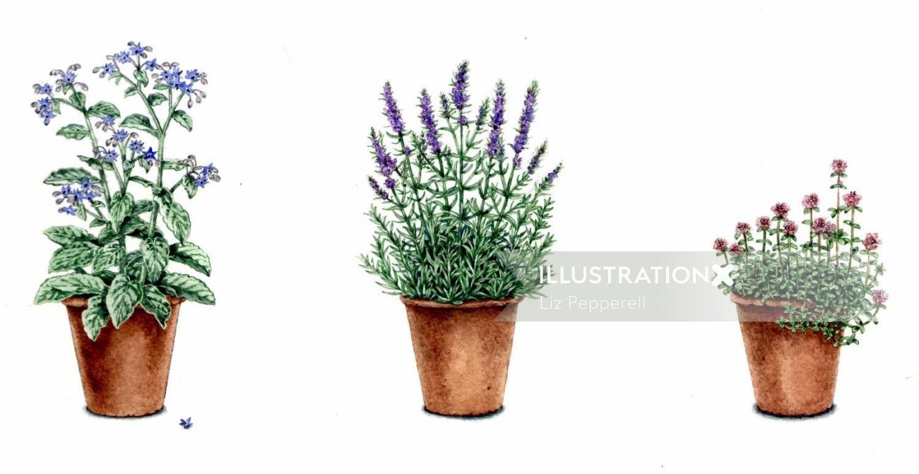 English lavender nature illustration 