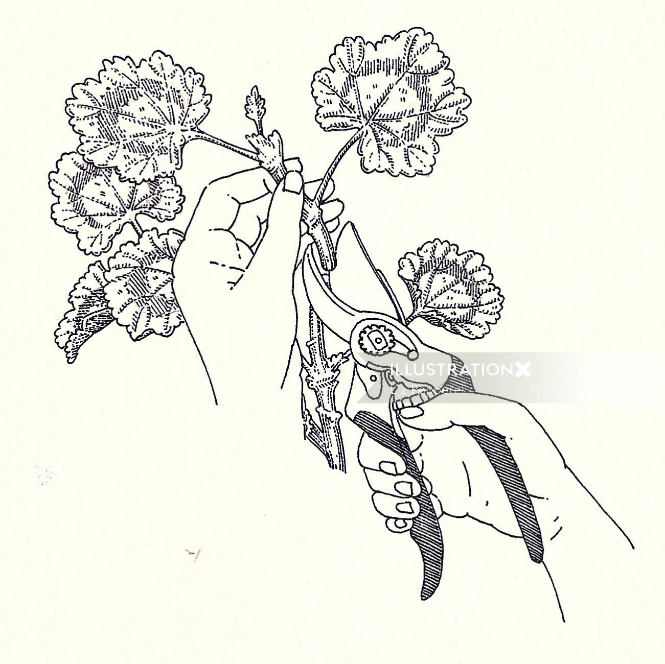Ilustración de flores en blanco y negro