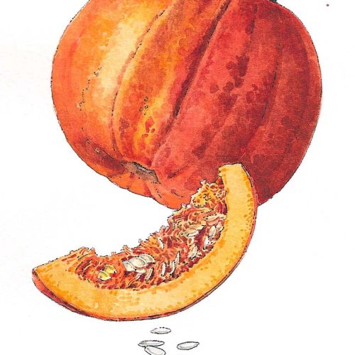 Food illustration of Pumpkin Slice 